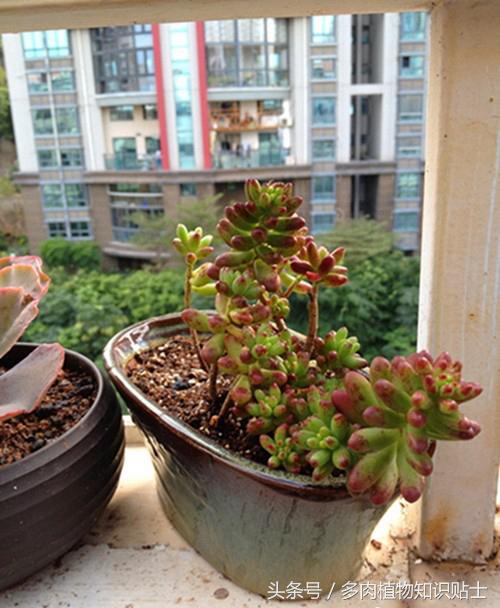 多肉增色肥料,多肉植物增色素的用法