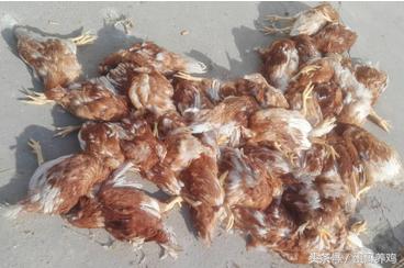 瘫鸡最怕什么病,大群鸡瘫痪症状图片