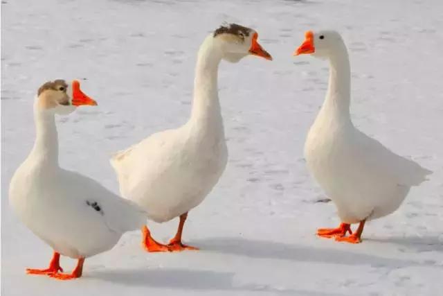 姝ｅ畻鍦熺獞鐑ч浮,鍦熺獞閿＄焊鐑ч浮