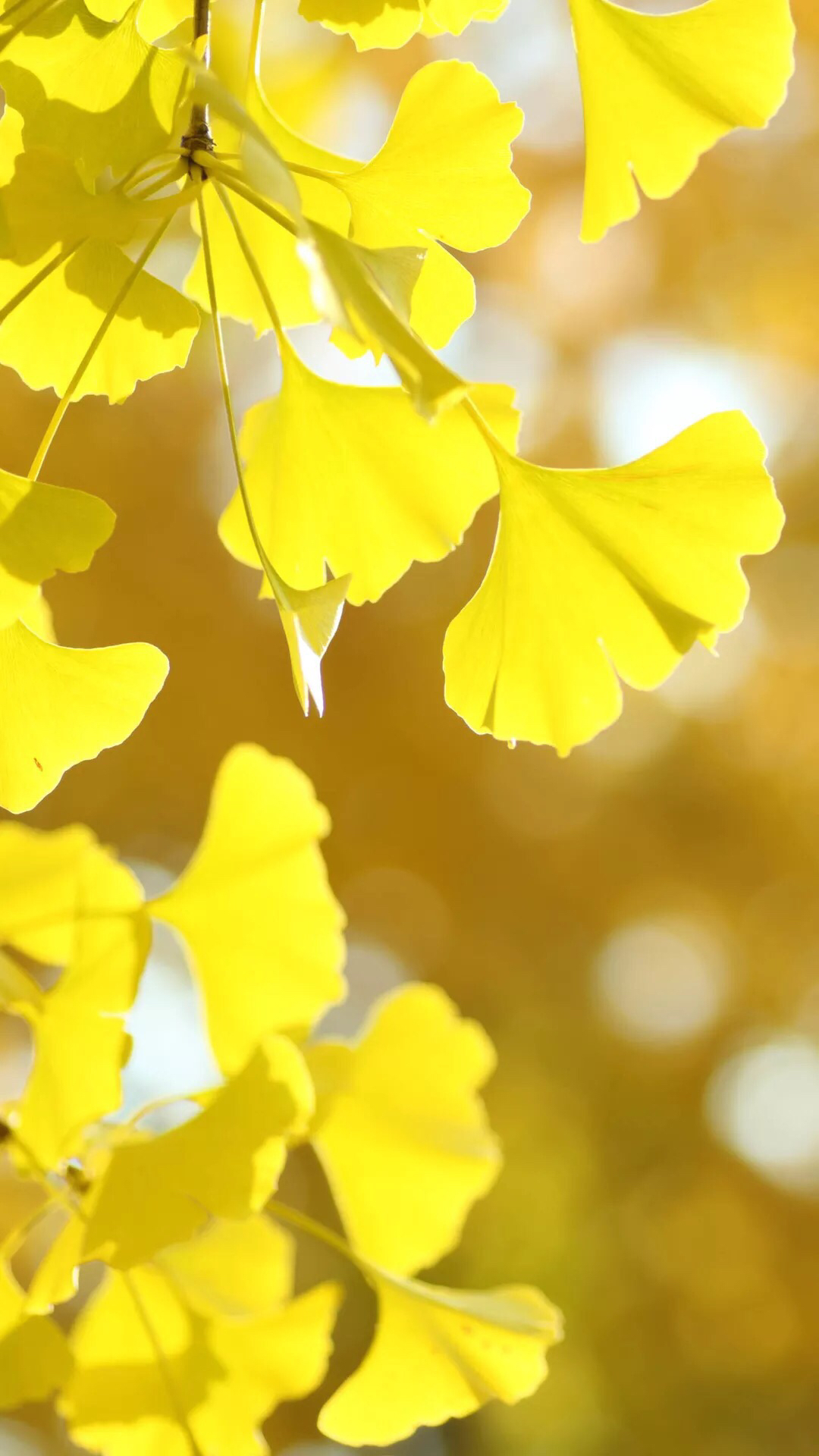 唯美锁屏壁纸图片大全少女心,向日葵唯美壁纸锁屏图片