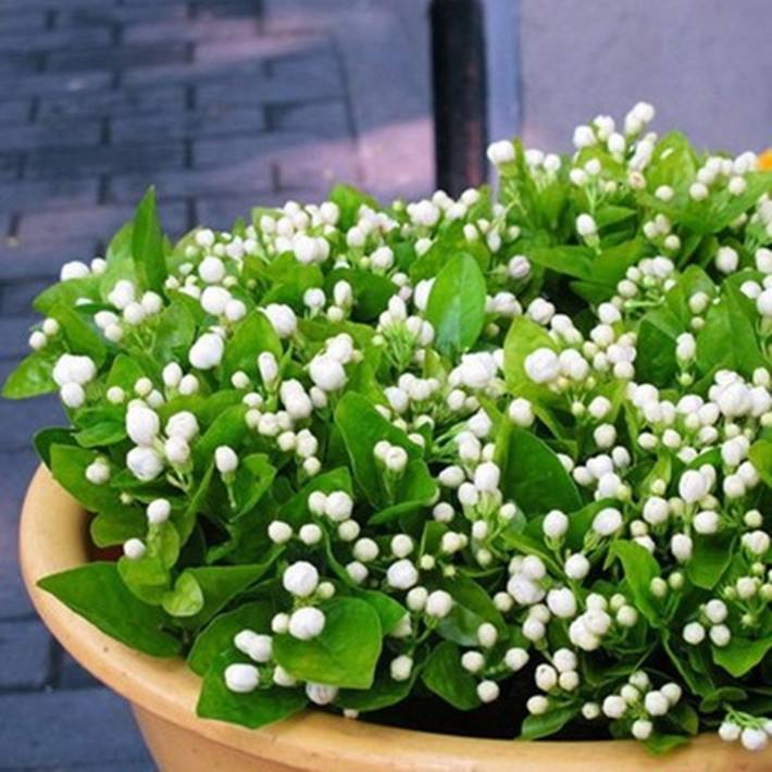 背阴阳台空旷可以怎么布置,推荐3种适合北阳台的喜阴花