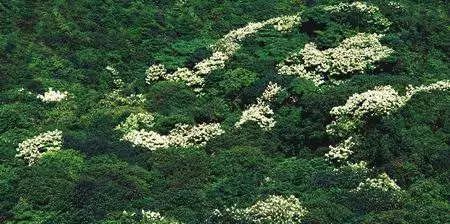 鹏城第一峰梧桐山海拔,鹏城第一峰梧桐山是大梧桐吗