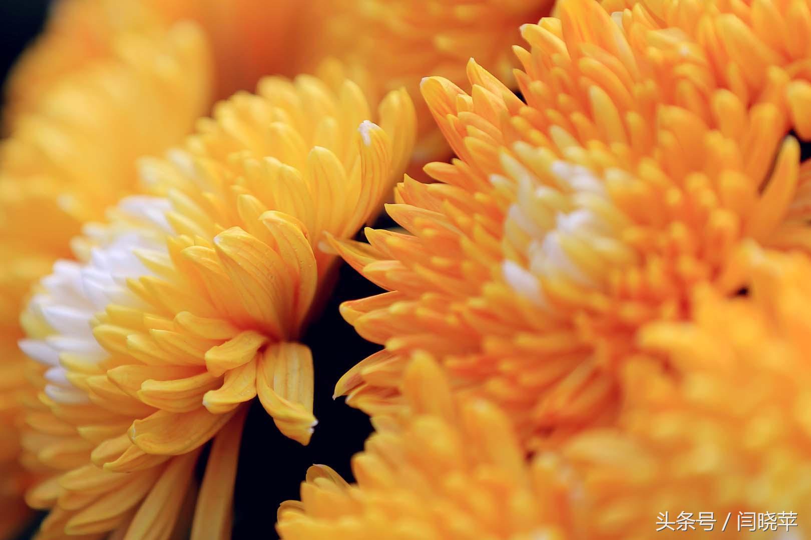 悠然菊影从何觅？南山菊姿下龙亭