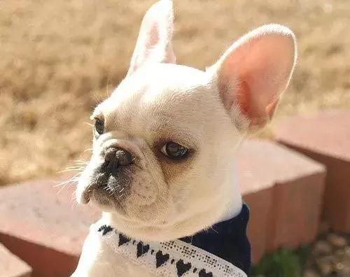 斗牛犬眼睛发红眼屎多用什么药,斗牛犬眼睛起脓