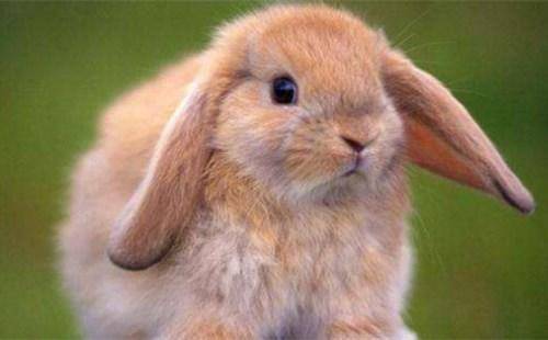 下一辈子有房有车的四大生肖,最能聚财轻松做大款的3大生肖