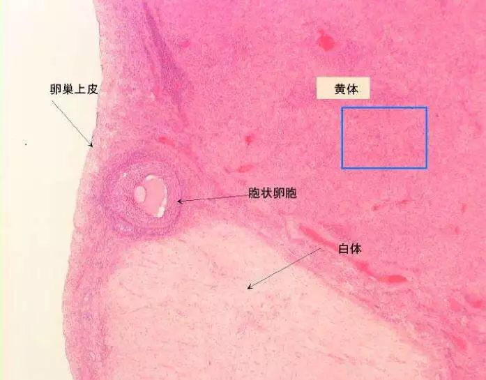 黄体分泌不足会影响胎芽生长吗,孕激素分泌不足黄体功能不全