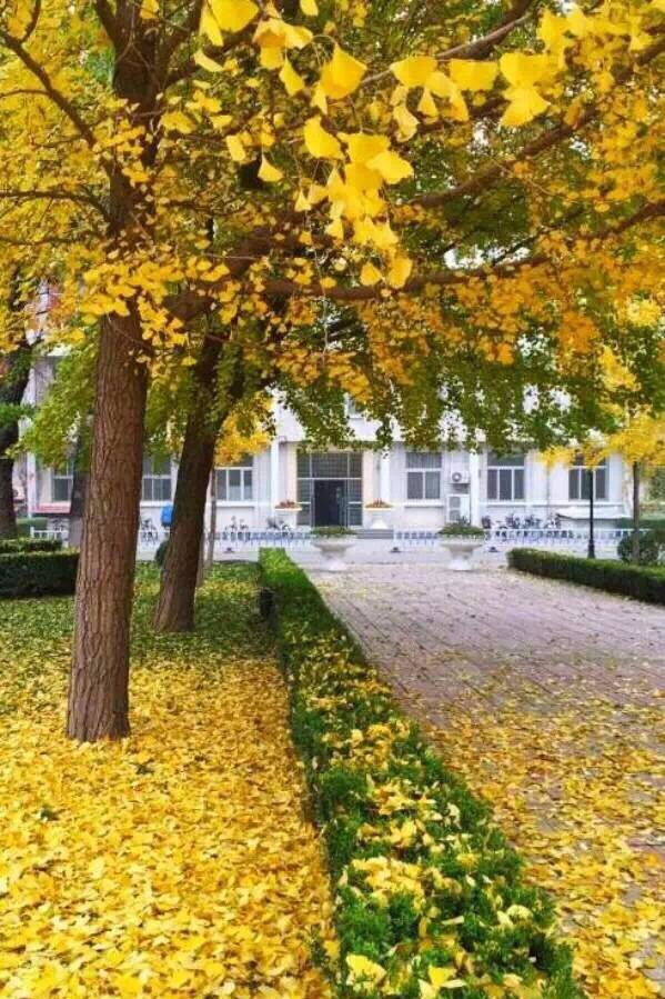 京城赏秋打卡胜地,京城赏荷最佳路线图