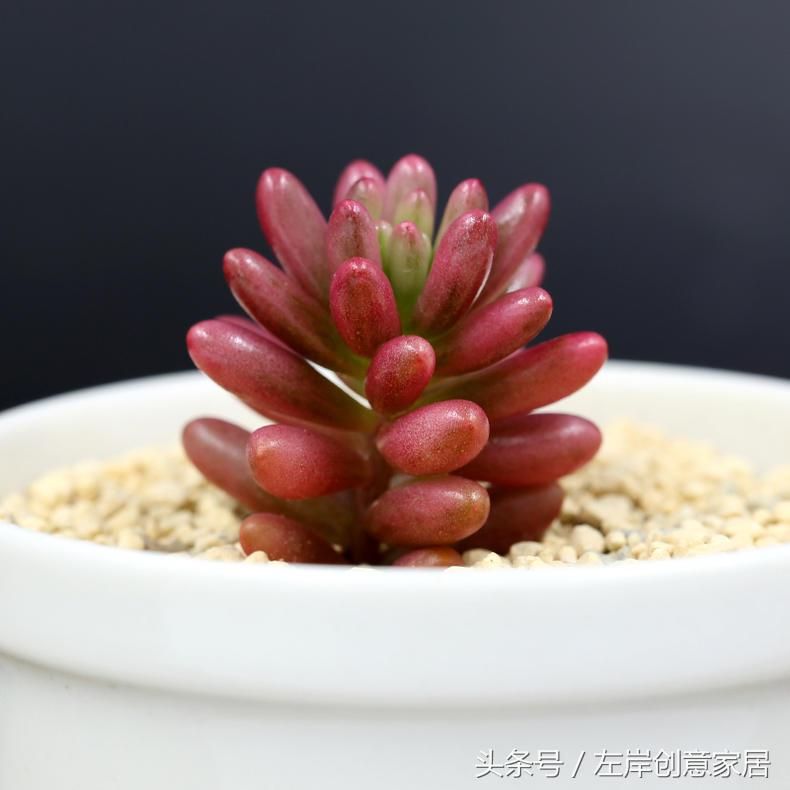 电脑旁摆放多肉植物可以“防辐射”完全是一个“传说”