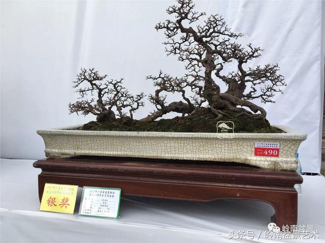 雀梅盆景价格在五千元至二万元的,经典中式庭院雀梅盆景100万以上