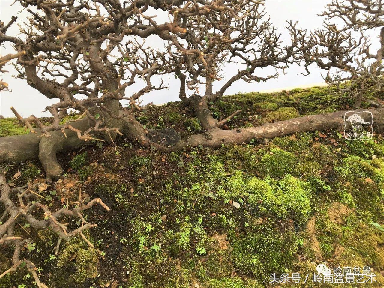 最值得收藏的六种盆景树种,十大珍贵盆景