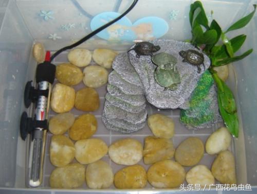 鸫龟先生饲养乌龟注意事项,三种龟的养殖方法