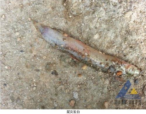 治疗泥鳅气泡病用什么办法,泥鳅气泡病需要开增氧机吗