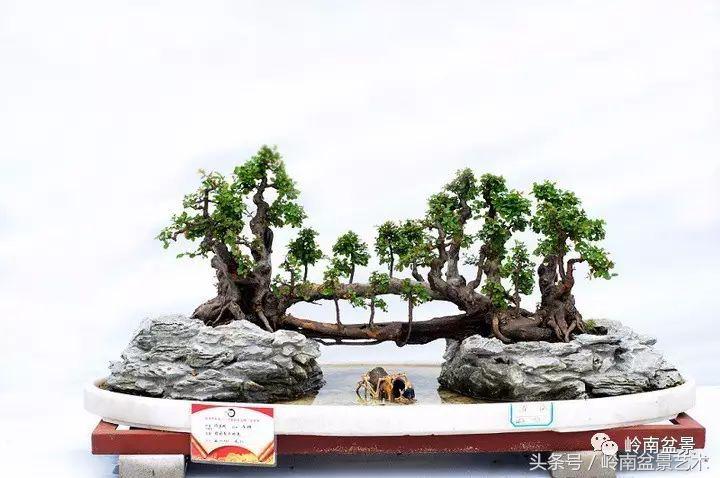 精品盆景雀梅杜鹃罗汉松,最美的100盆雀梅盆景建议收藏