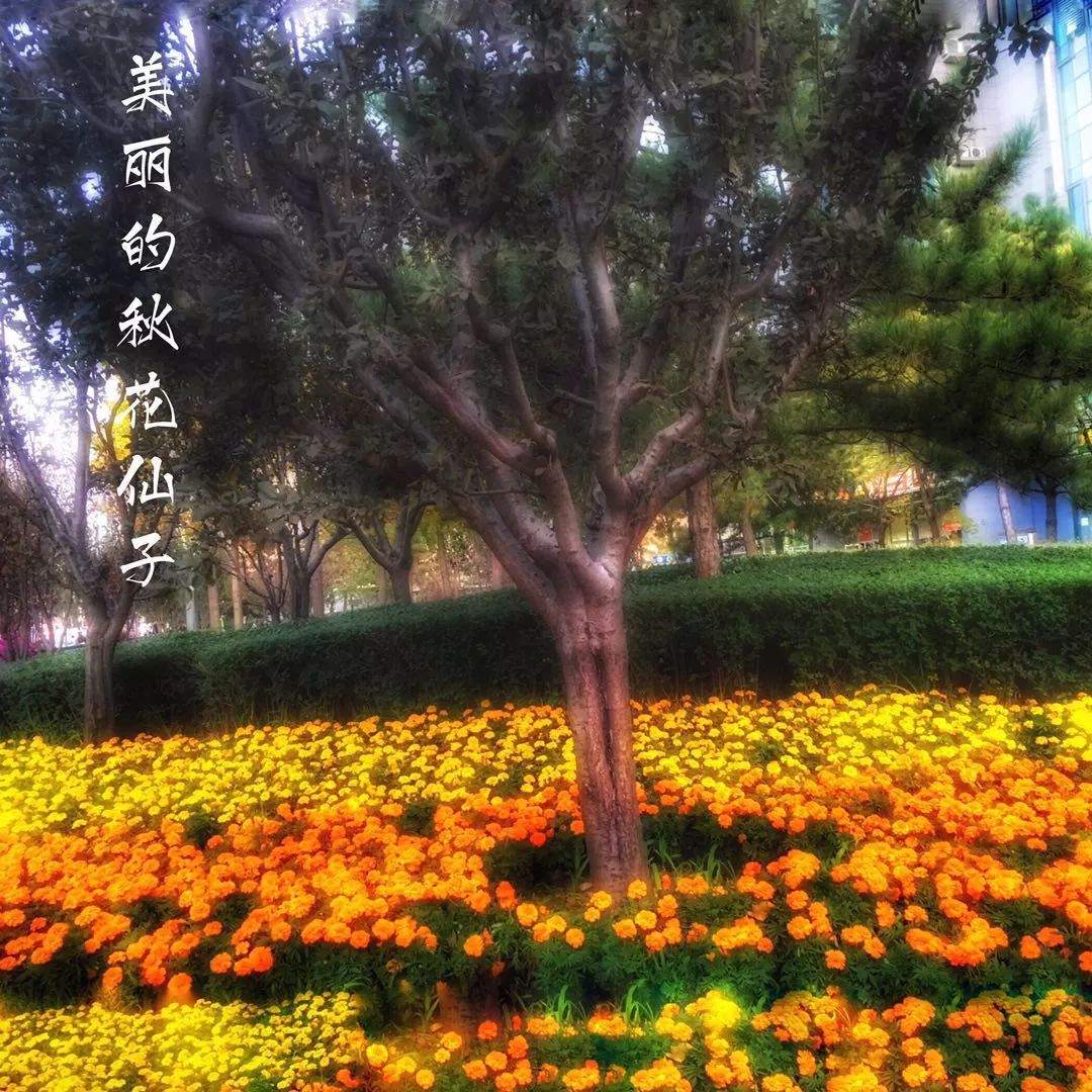 手机摄影作品也可以美不胜收,秋天手机摄影作品欣赏