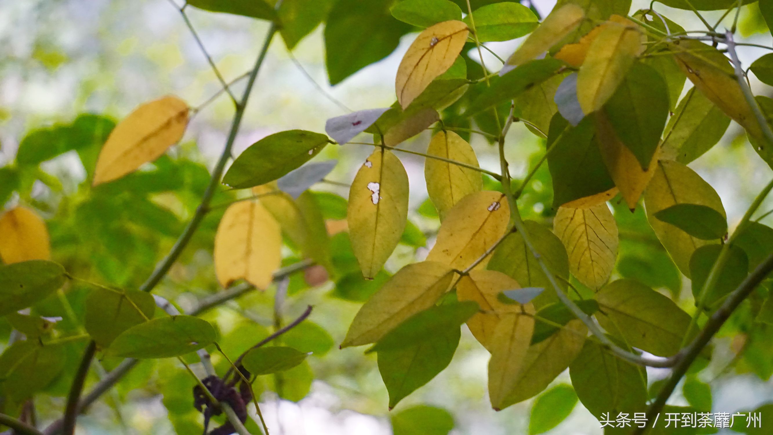 官洲岛：微凉初秋夕阳无限好天色已黄昏