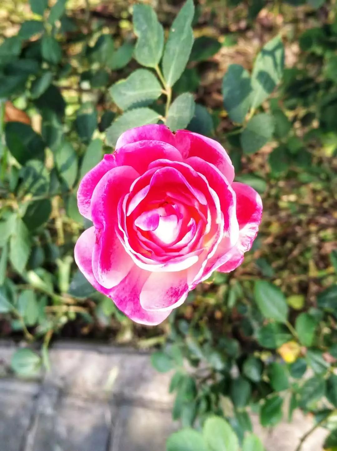 手机摄影作品也可以美不胜收,秋天手机摄影作品欣赏