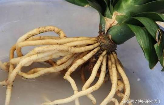 君子兰出箭了是多浇水还是少浇水,君子兰怎么浇水最合理