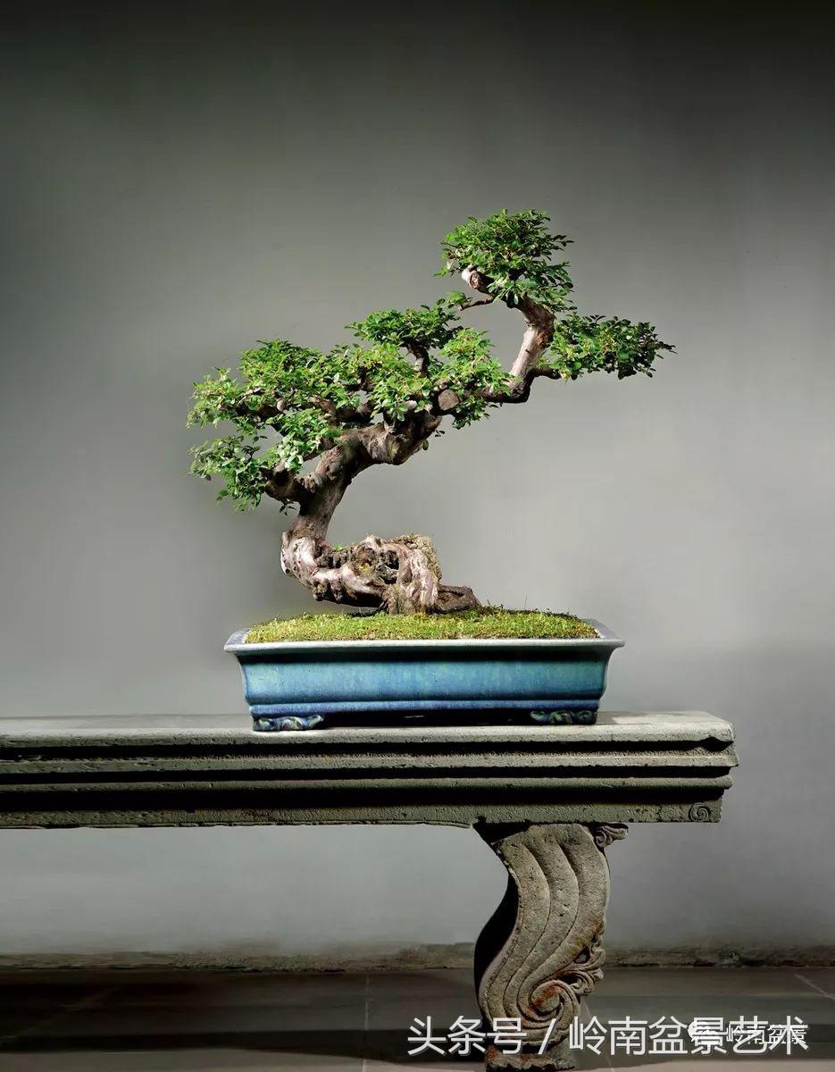 精品盆景雀梅杜鹃罗汉松,最美的100盆雀梅盆景建议收藏