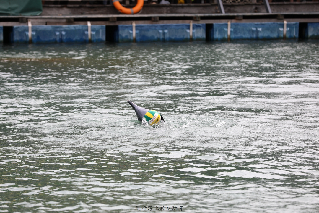 名古屋港水族馆海豚表演,水族馆海豚表演秀有人掉下去了