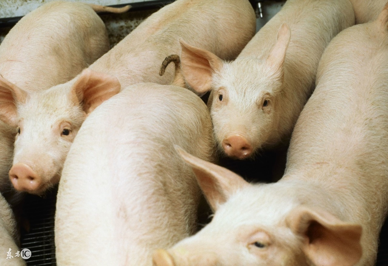 养好猪的必备方法,一分钟告诉你怎么养好猪
