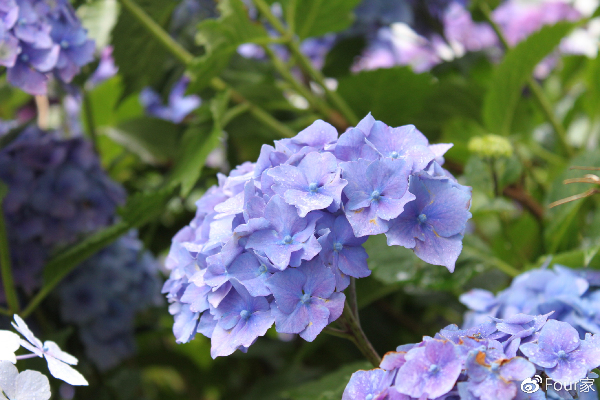 犯太岁影响哪些生肖运势,犯太岁的几个生肖运势最好