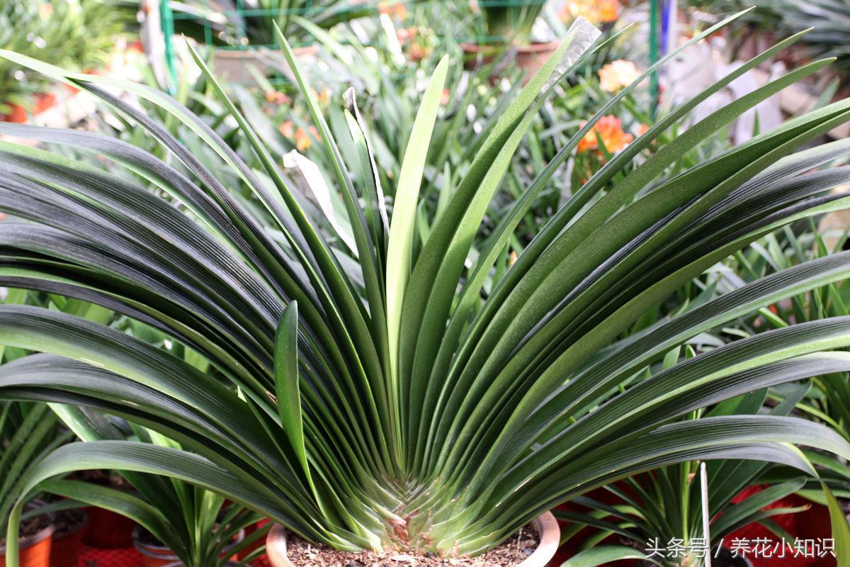 君子兰的叶片长歪了怎么办,君子兰叶片长歪如何矫正