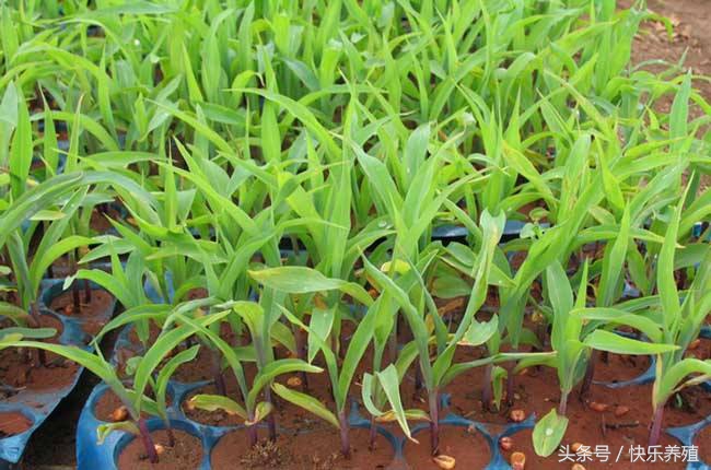 牧草喂羊需注意什么,养羊十大忌口大全