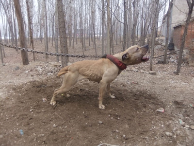 恶霸犬和比特犬有什么区别,恶霸犬和比特犬哪个更厉害