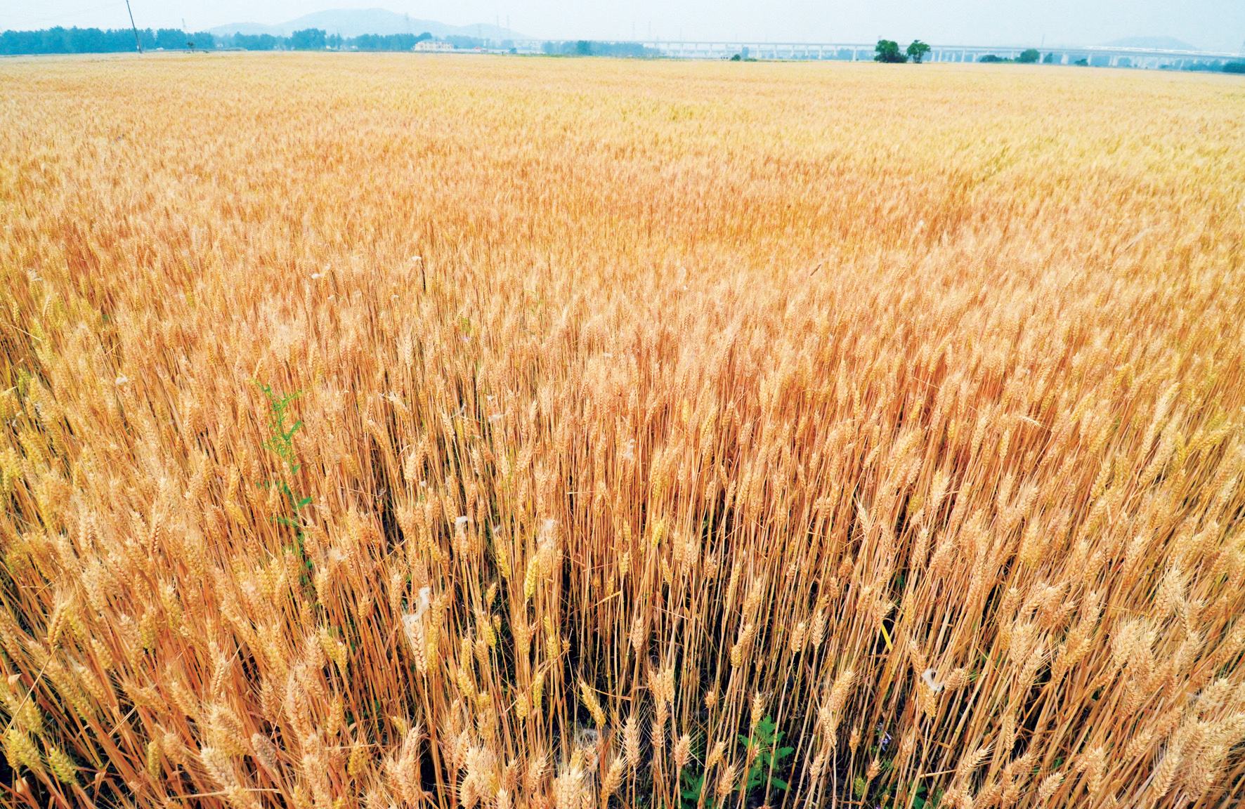 村里不给土地确权合法吗,村里不给人口确权怎么处理
