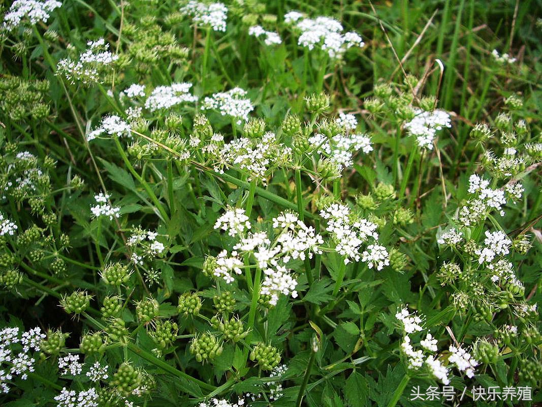 牧草喂羊需注意什么,养羊十大忌口大全
