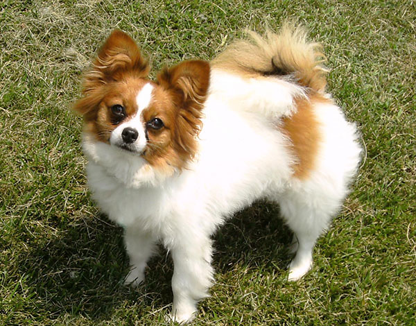 狗狗蝴蝶犬,每日一读动物小狗