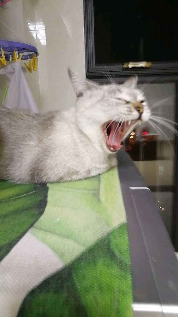 猫咪呕吐不进食需要去打针输液吗,猫咪呕吐了应该用什么方法治疗