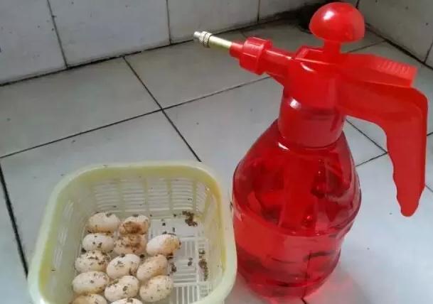 乌龟蛋在自然条件下怎么孵化,养一只乌龟下蛋了能孵化出来吗