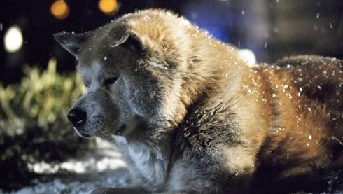 世界上最好的几只狗狗,世界上最强大的十条狗狗