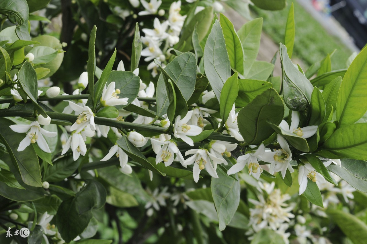 多年柑橘树不开花的原因,柑橘树只开花不结果什么原因