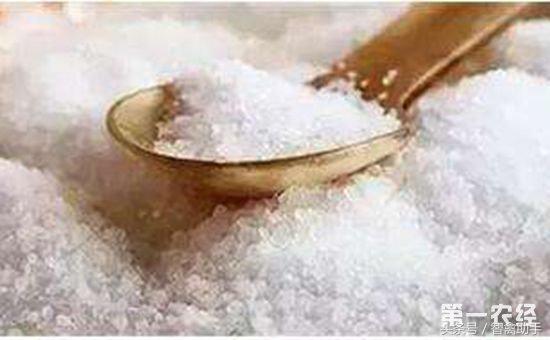 山鸡中毒有什么特征,山鸡食盐怎么防治