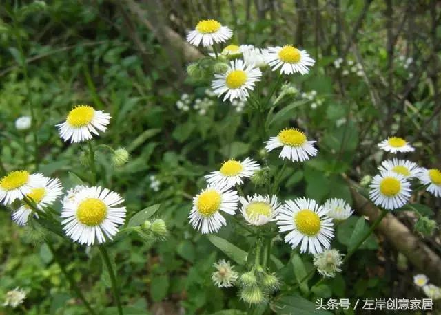 100种室内植物大全,户外小景观植物大全