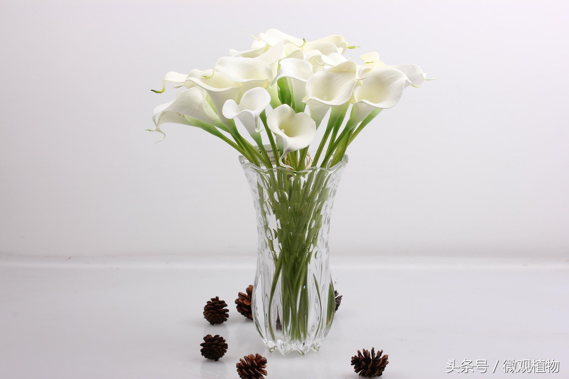 马蹄莲养殖方法冬天怎么养,马蹄莲很难养