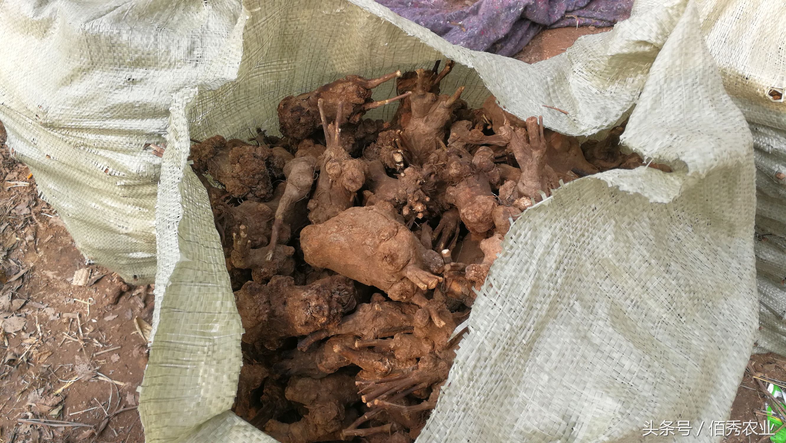 农村创业种植什么药材赚钱,一亩地能挣五万块的药材