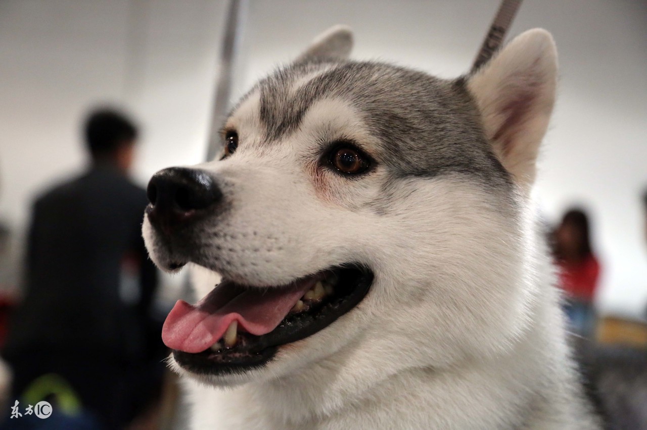 他居然能跟老鼠和流浪狗称兄道弟!付出就有回报,情感无分种群!