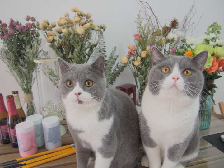 适合撸的猫咪品种,十大可爱的猫咪品种