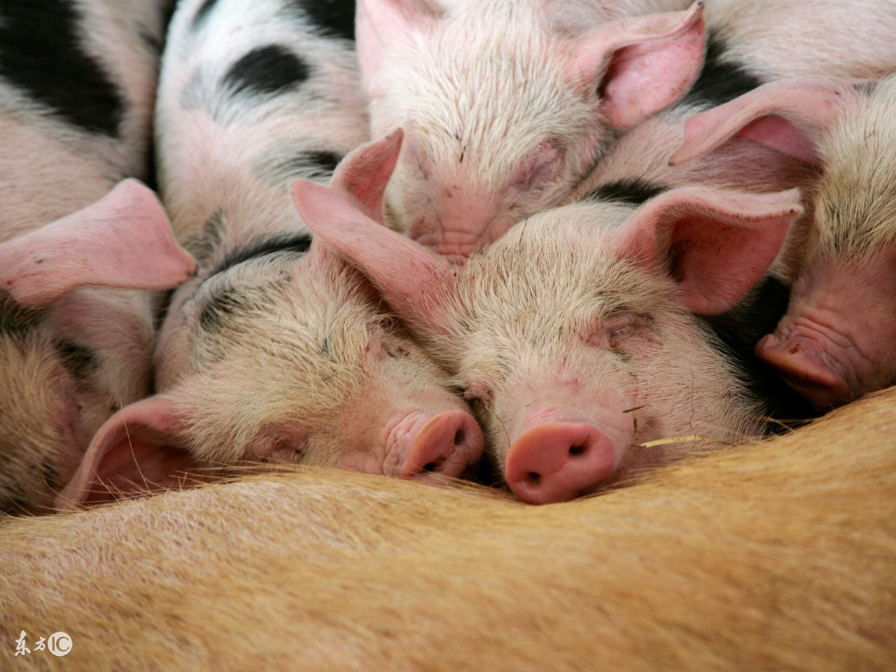 母猪产后低温喂多少,母猪产后低温打什么药