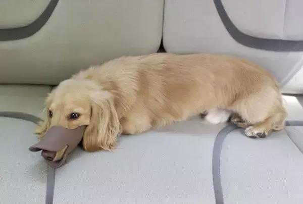 你是如何对待狗的,如果你打你家自己的狗会怎么样