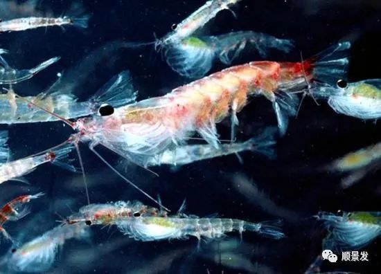 常见虾类区别图解,国内常见的虾类种类有哪些