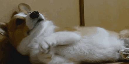 测一测你家狗能活多久!