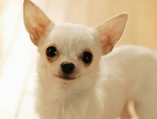 吉娃娃娇小可爱,吉娃娃小长腿