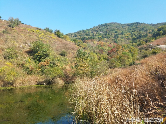 描写秋天野菊花灿烂的七言诗句,描写野菊花的唯美诗句