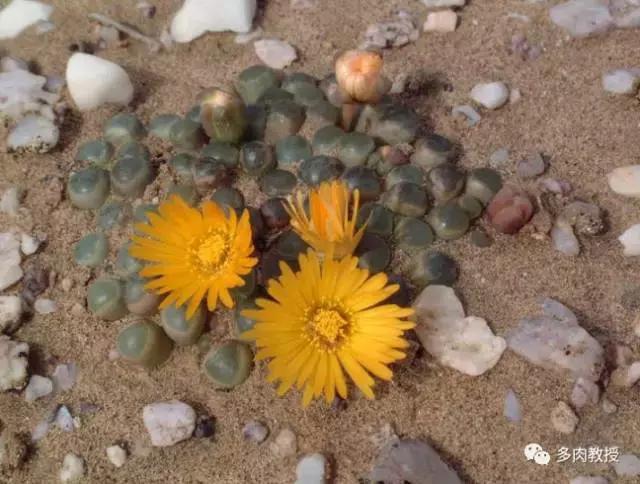 大连多肉在野外的生长环境,常见的一些多肉品种