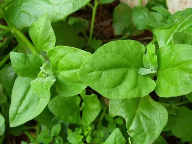 开春挖野菜教你轻松识别18种野菜,您知道春季最养肝护肝的野菜吗