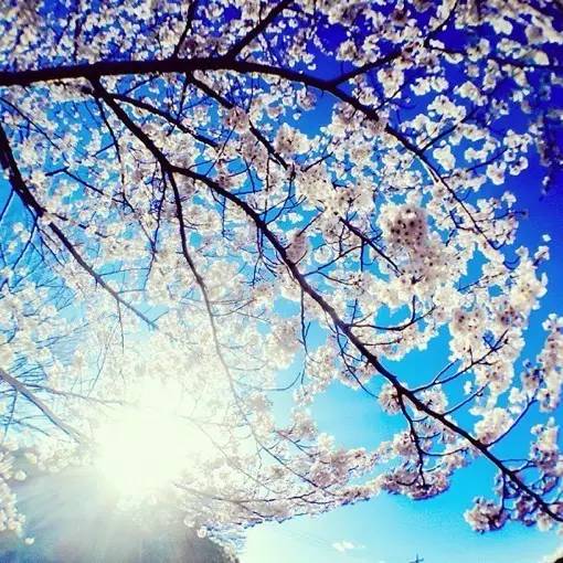 王国维人生三大境界书法,王国维人生三大境界什么意思